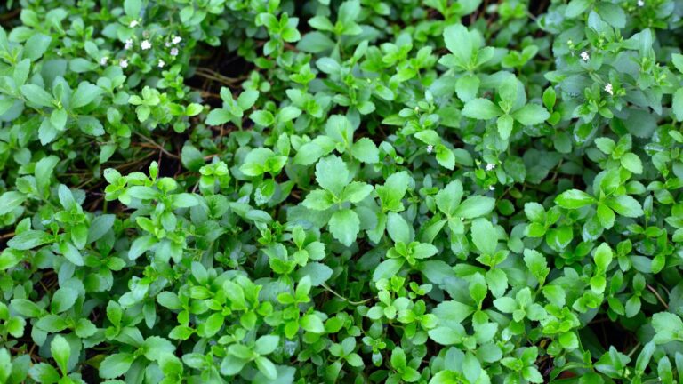 plant-stevia