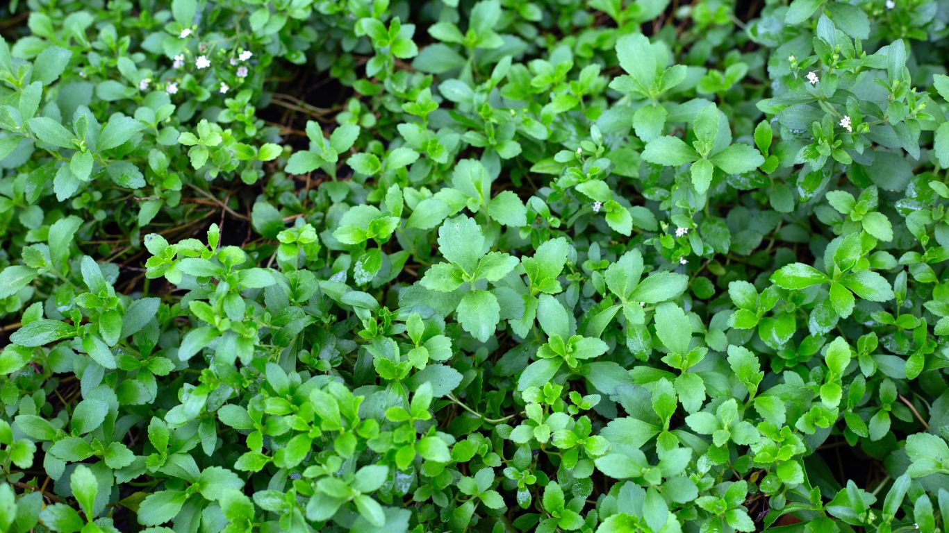 plant-stevia