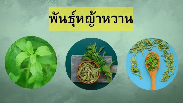 พันธุ์หญ้าหวาน