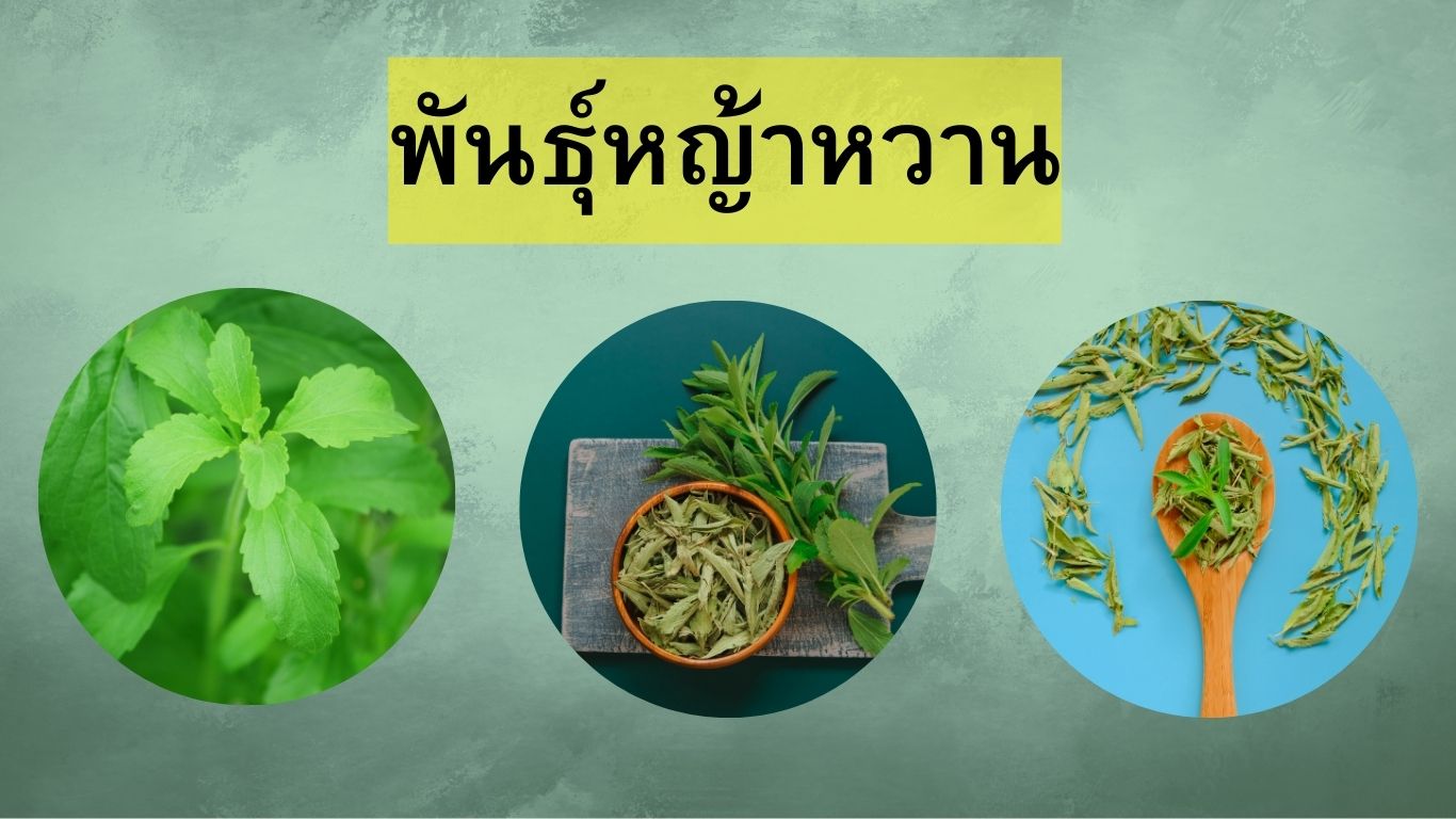 พันธุ์หญ้าหวาน