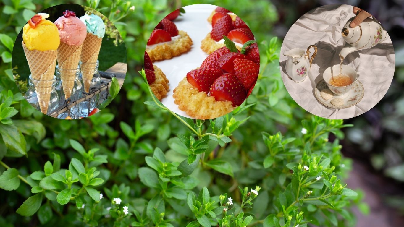 stevia-use