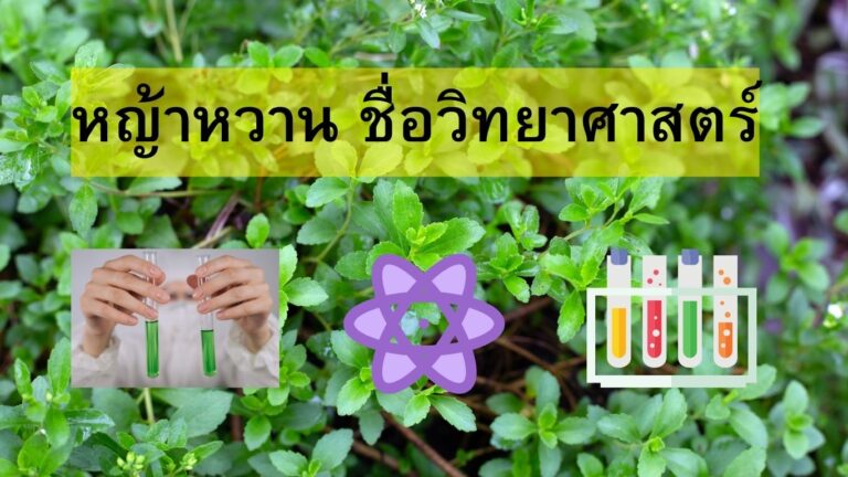 stevia scientific name