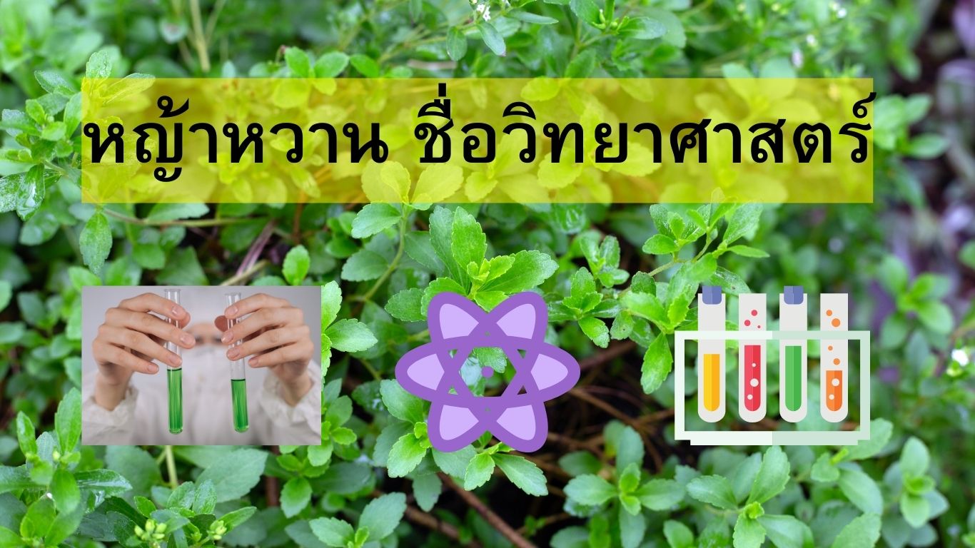 stevia scientific name