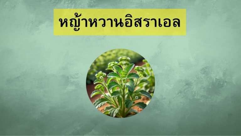 หญ้าหวานอิสราเอล