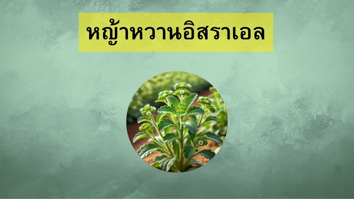 หญ้าหวานอิสราเอล